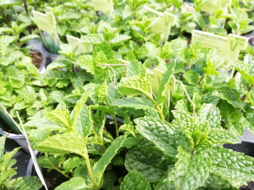 Mentha - Marokkanische Pfefferminze