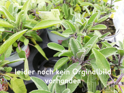 Salvia Evita Strong, echter Salbei