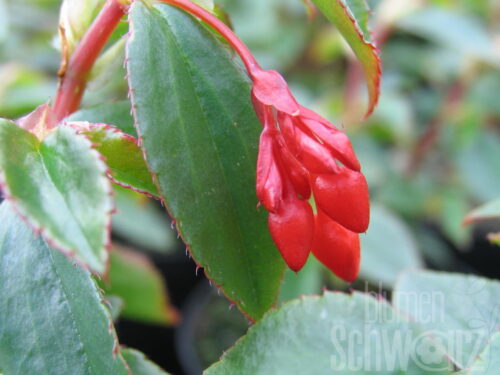 Begonia fuchsioides, Fuchsienbegonie