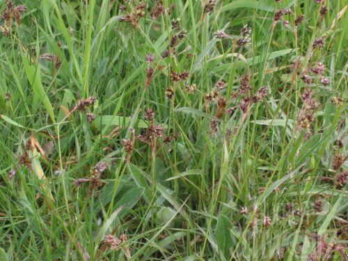 Luzula syl., Waldmarbel