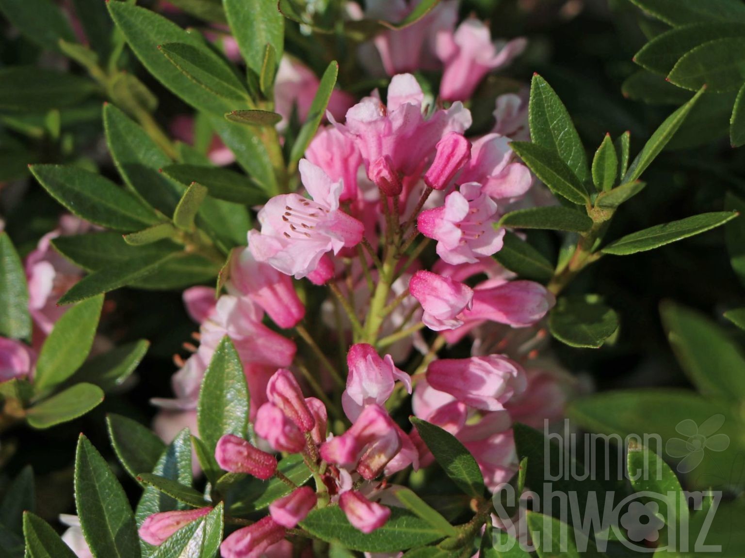 Rhododendron Bloombux - Blumen Schwarz