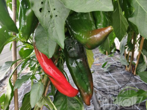 Capsicum Lipari, Spitzpaprika rot