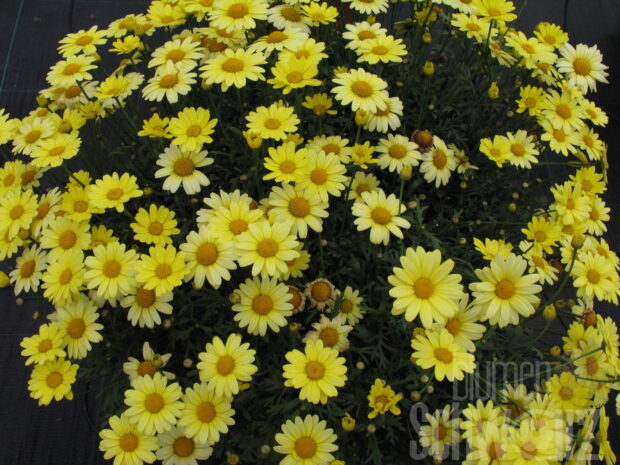 Argyranthemum, gelbe Margarite