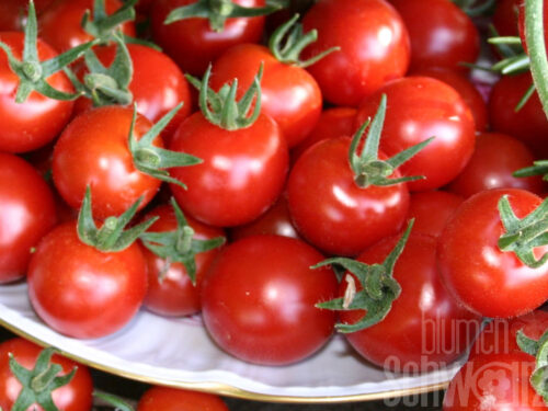 Lycopersicon Talita Red - Rote Balkontomate