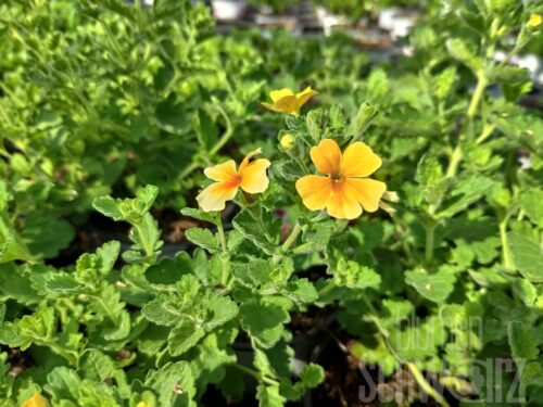 Jamesbrittenia Stardom Goldstar, Morgenrotpflanze