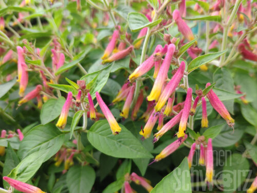 Cuphea Funny Face, Köcherblume