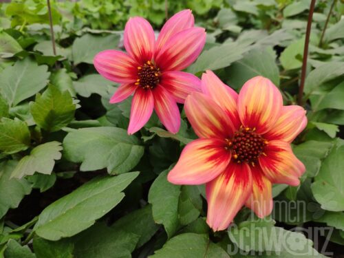 Dahlia Dahlegria Tricolor