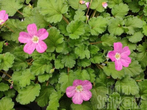 Erodium Bishops Form - Zwerg-Reiherschnabel
