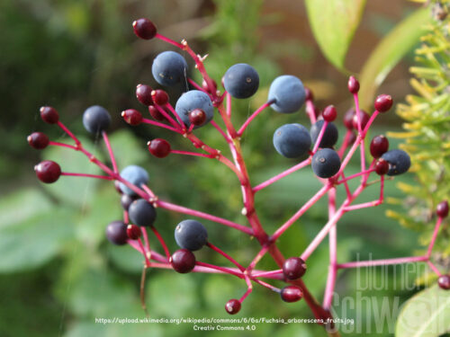 Fuchsia Blutini, essbare Baumfuchsie
