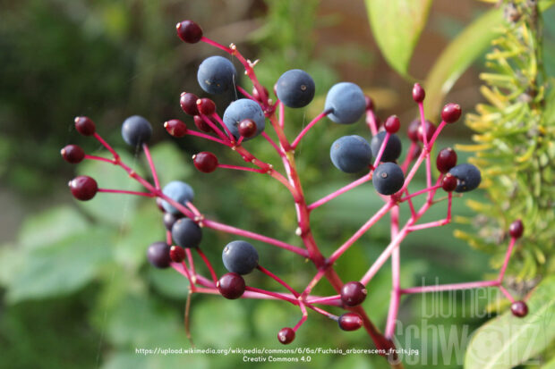 Fuchsia Blutini, essbare Baumfuchsie