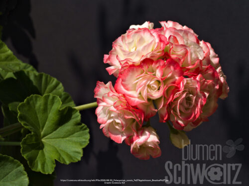 Pelargonium Appleblossom, Rosengeranie