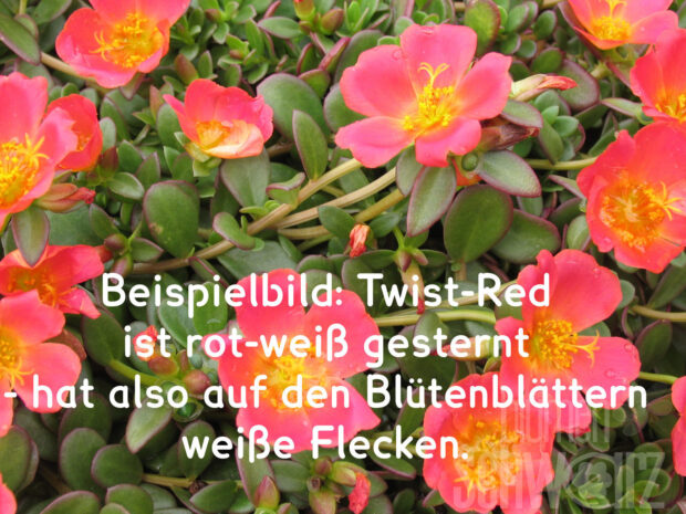 Portulaca Twist Red, Portulakröschen