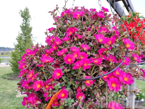 Portulaca Mega Pazzaz Dark Pink