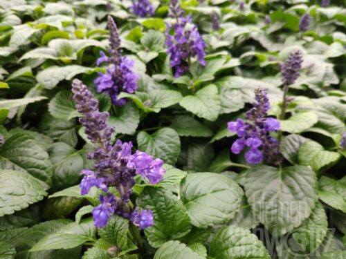 Salvia Mysty, dunklbl. Zwergsalbei