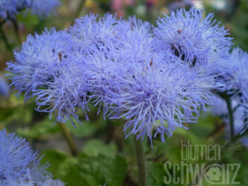 Ageratum Ariella Blue, Leberbalsam