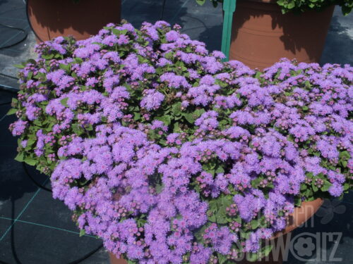 Ageratum Ariella violett, Leberbalsam