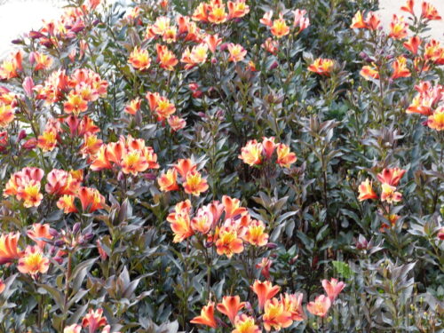 Alstroemeria Garden Indian Summer - Rot-gelbe Inkalilie