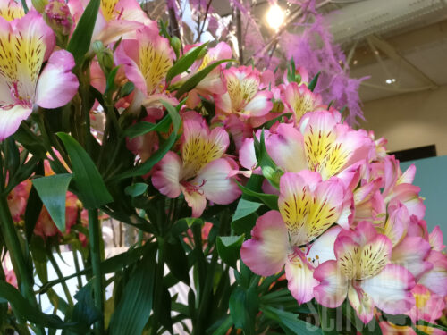 Alstroemeria Garden Summer Break - Rosa Inkalilie