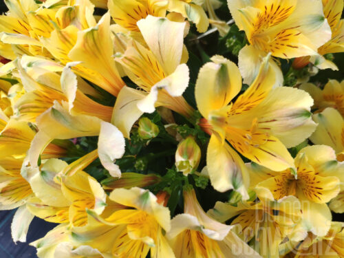 Alstroemeria Garden Summer Breeze - Gelbe Inkalilie