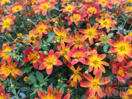 Bidens Mini Bee, Goldmarie