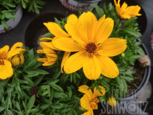 Bidens Popstar, große Goldmarie