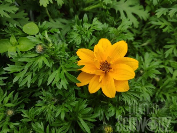 Bidens Yellow Sunshine Doube