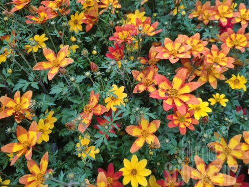 Bidens Taka Tuka Red Yellow Brush