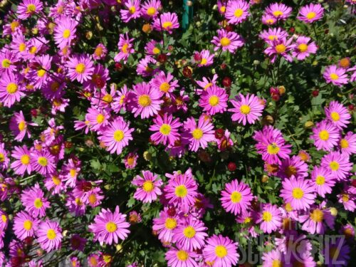 Brachyscome Balino Pink,