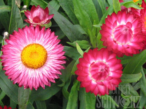 Bracteantha Sunbrella Magenta