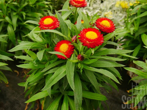 Bracteantha Sunbrella red