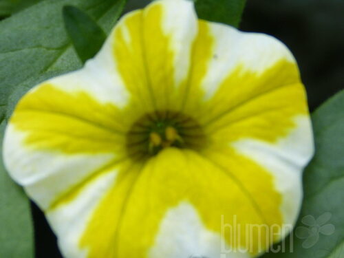 Calibrachoa Superbells Lemon Slice