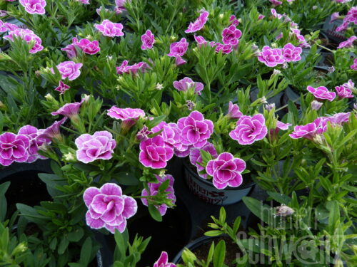 Calibrachoa Superbells Sweet Love