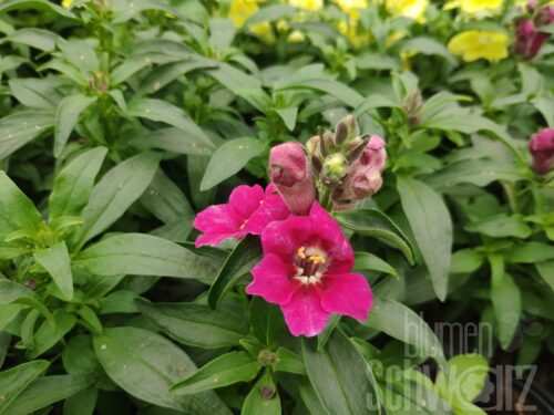 Antirrhinum Fruit Salad Up Purple, Löwenmaul