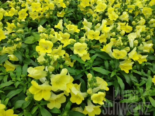 Antirrhinum Fruit Salad Up Yellow