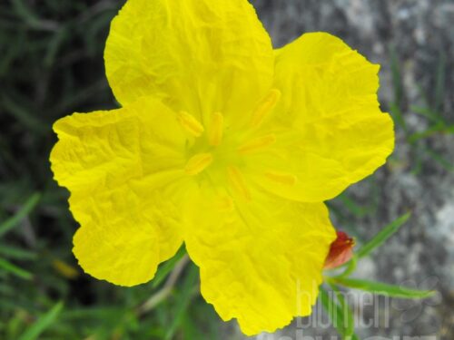 Calylophus, Sonnentropfen