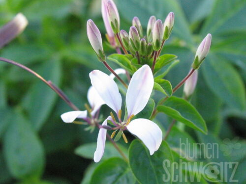 Cleome, Senorita Blanca, Spinnenblume