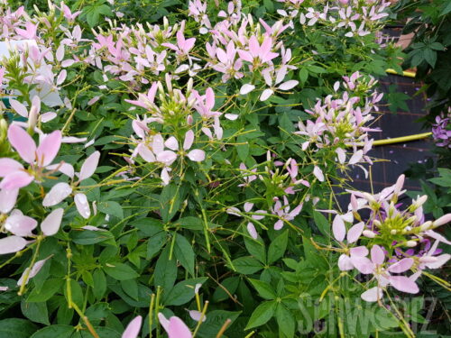 Cleome Senorita Carolina, Spinnenpflanze