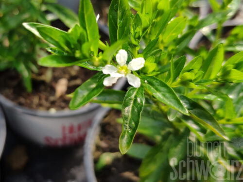 Cuphea weiß, japanische Myrte