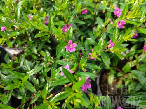 Cuphea lila, japanische Myrte