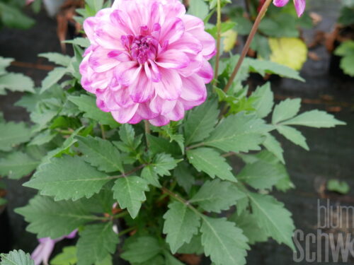 Dahlia Dalaya Meena Kala