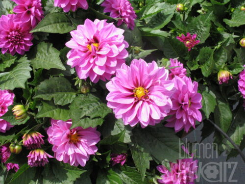 Dahlia Dalaya Meena Tara