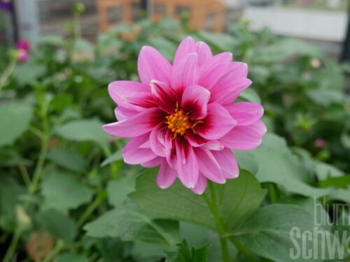 Dahlia Dalaya Meena Yogi