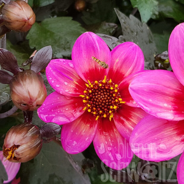 Dahlia Mystic Sparkler