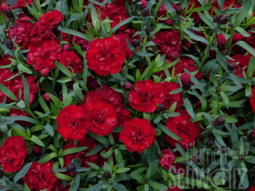 Dianthus Carmen, dunkelrote Nelke