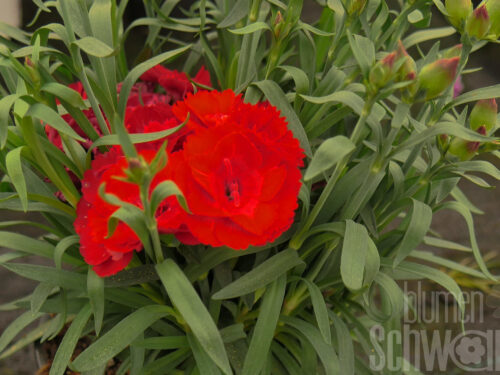 Dianthus Oscar dark red, Topfnelke