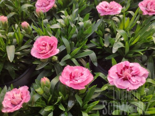 Dianthus Oscar Pink and Purple, Topfnelke
