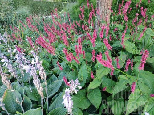 Persicaria amp., Stangenknöterich