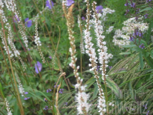 Persicaria Blackfield, Dunkelroter Stangenknöterich
