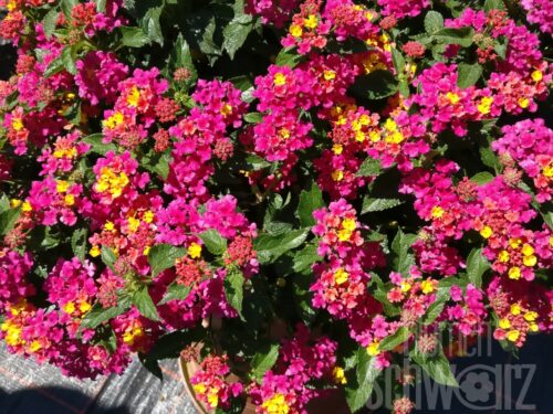 Lantana Evita Pink, Wandelröschen