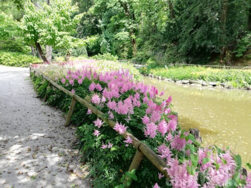 Astilbe Spotlight, Rosa Zwerg-Prachtspiere